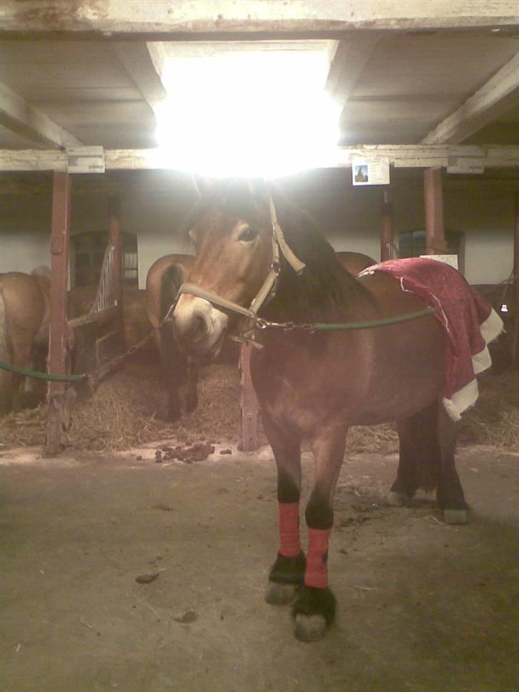 Nordsvensk Skovhest Baunehøj´s Regina billede 8