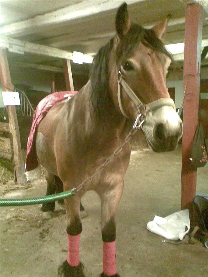 Nordsvensk Skovhest Baunehøj´s Regina billede 9