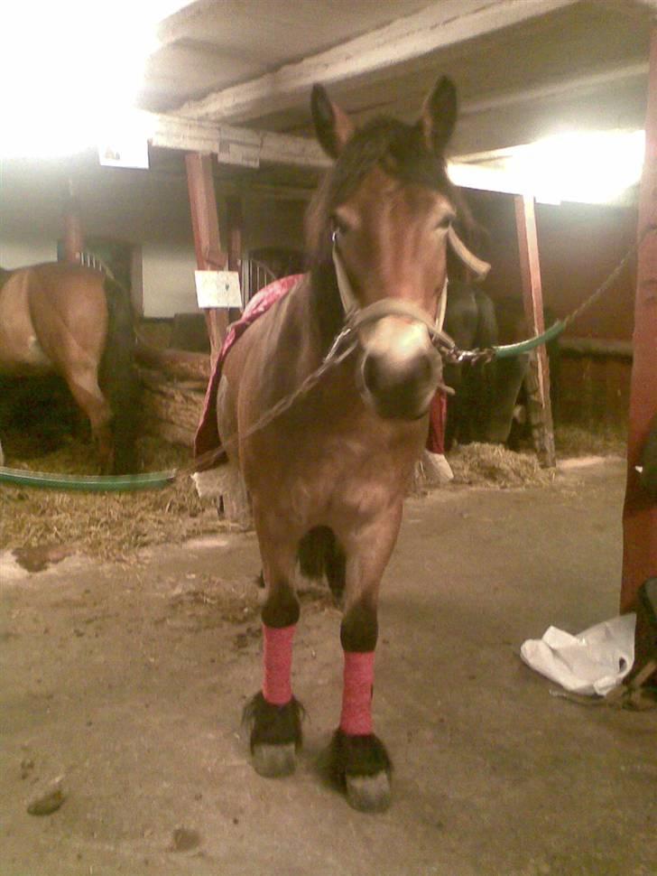 Nordsvensk Skovhest Baunehøj´s Regina billede 10