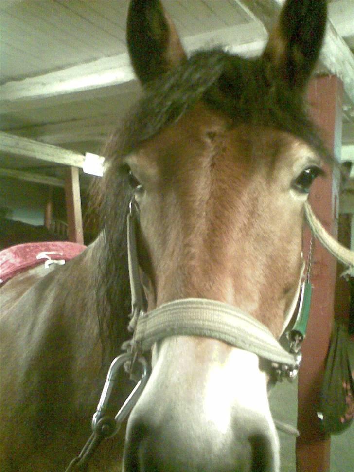 Nordsvensk Skovhest Baunehøj´s Regina billede 11