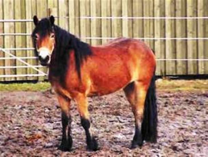 Nordsvensk Skovhest Baunehøj´s Regina billede 12