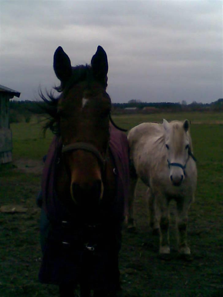 Trakehner Inventus (solgt) billede 6