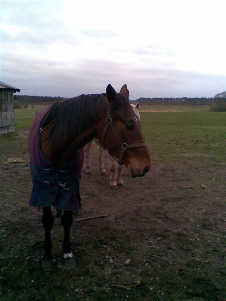 Trakehner Inventus (solgt) billede 7