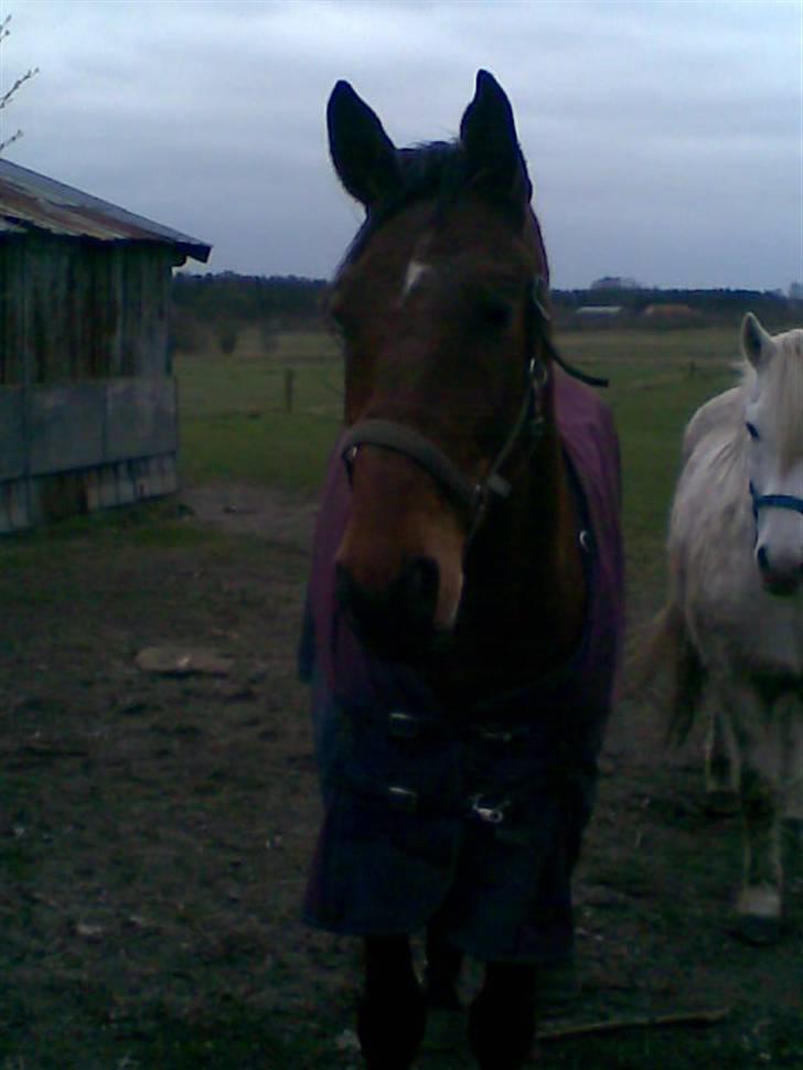 Trakehner Inventus (solgt) billede 8