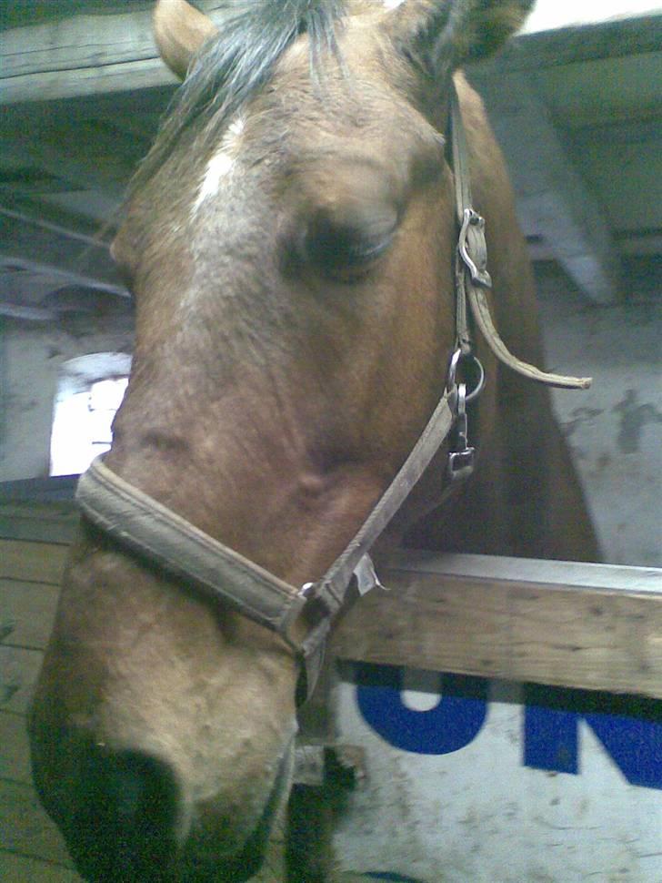 Trakehner Inventus (solgt) billede 9