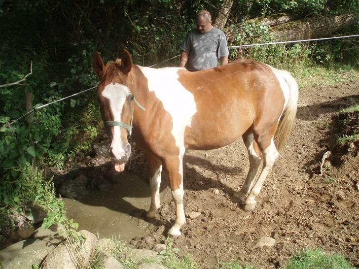 Pinto ¤ Nørringsholms Rubin ¤ - 19-07- 2009 billede 14