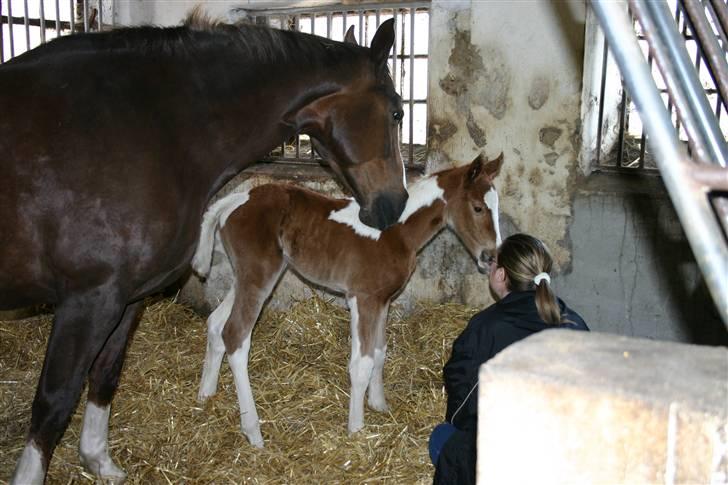 Pinto ¤ Nørringsholms Rubin ¤ - Den 18 April 2006, Rubin er 12 timer gammel billede 15