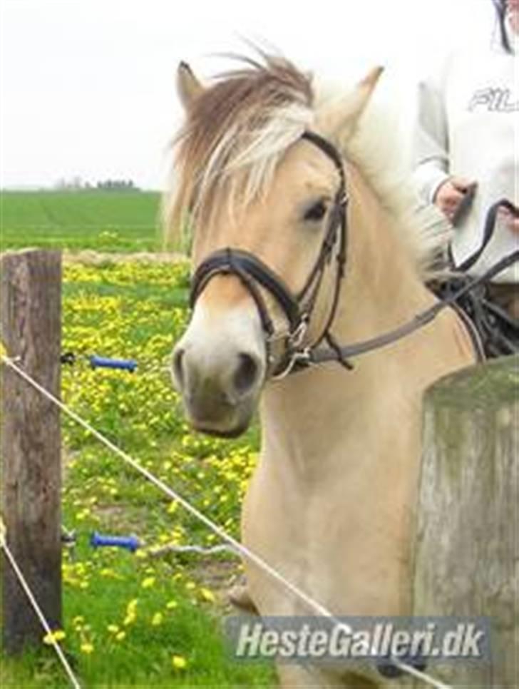 Fjordhest Qvark billede 1