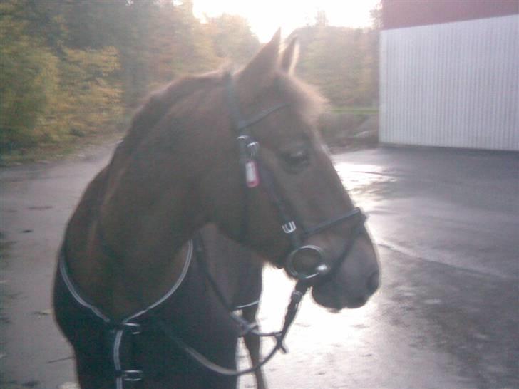 Anden særlig race Tribbe Birk - Velkommen til MIN Tribbepigens profil :)<3 billede 1