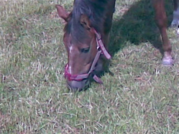 Anden særlig race Tribbe Birk - godt græs <3 billede 4