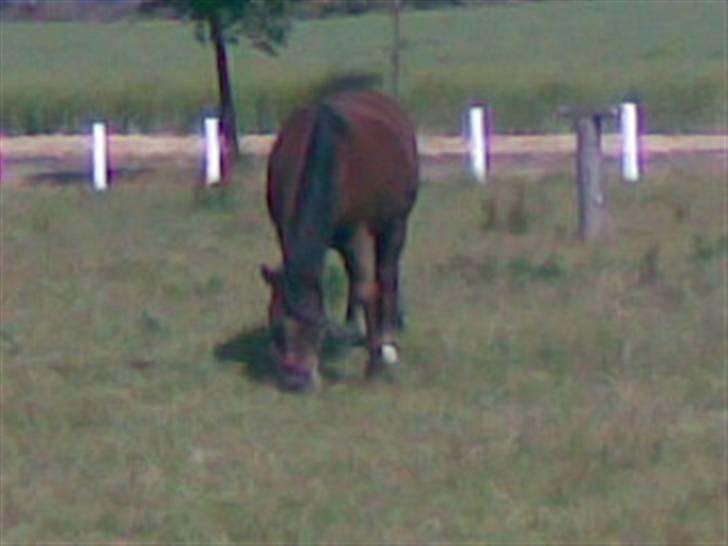 Anden særlig race Tribbe Birk - mere græs... <3 billede 5