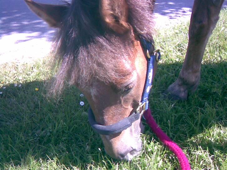 Anden særlig race Tribbe Birk - græs!!! <3 billede 6