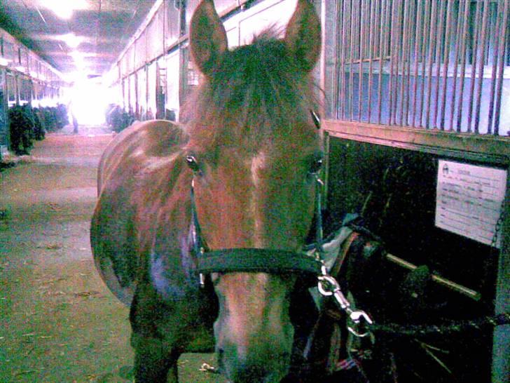 Anden særlig race Tribbe Birk - Jordens dejligste!<3 billede 7