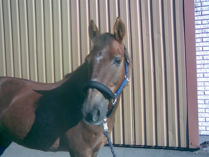 Anden særlig race Tribbe Birk - Da hunvar halt måtte vi kun trække ti minutter, og ellers skulle hun bare stå i boksen :´(<3 billede 8