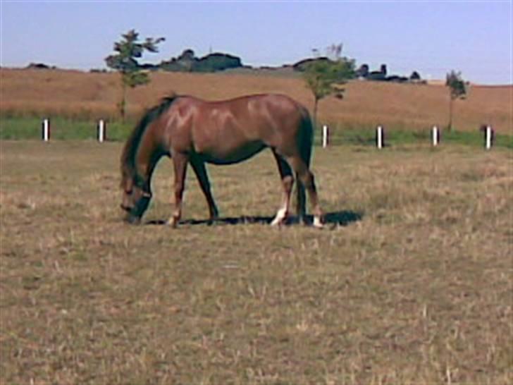 Anden særlig race Tribbe Birk - Elsker dig skat! :´(<3 billede 9