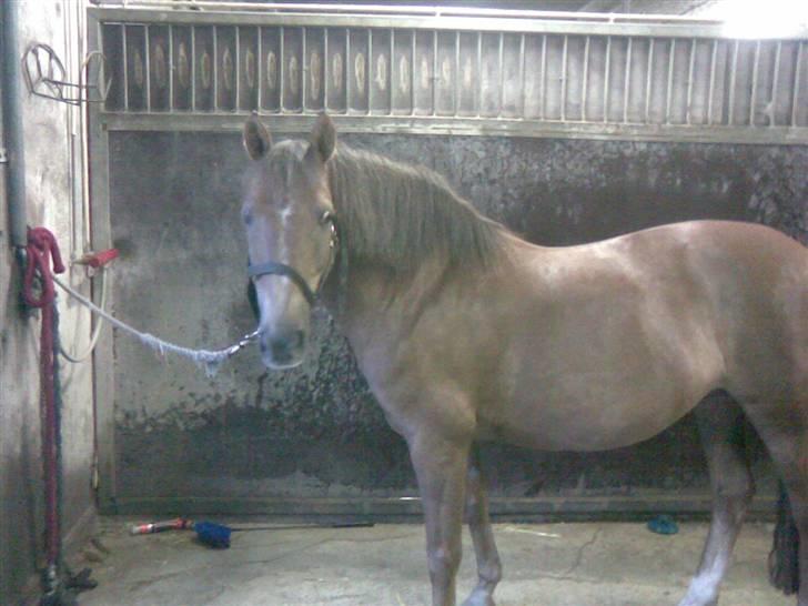 Anden særlig race Tribbe Birk - hun var bange for vand, men jeg lærte hende at gå i vandspiletorvet af sig selv :P men så blev hun syg, og vi kom ikke videre... <3 billede 10