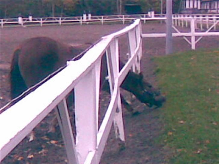 Anden særlig race Tribbe Birk - underlig på sin egen søde måde <33 billede 3