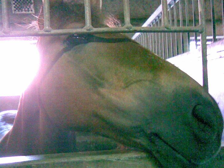 Anden særlig race Tribbe Birk - Elsker dig forevigt skat :´( billede 11