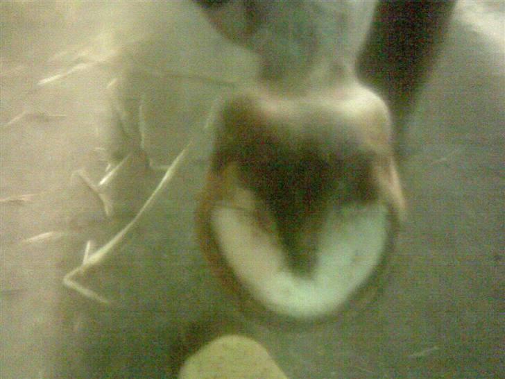 Anden særlig race Tribbe Birk - hendes søde lille hov <33 billede 12