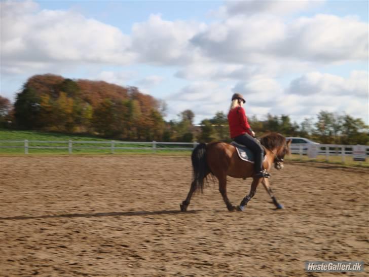 Anden særlig race Rikke<3 - smukke Rikke<3 i dressur foto: sara billede 15