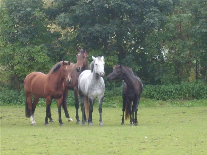 DSP Manilla M solgt - Hej med jer:-) billede 6