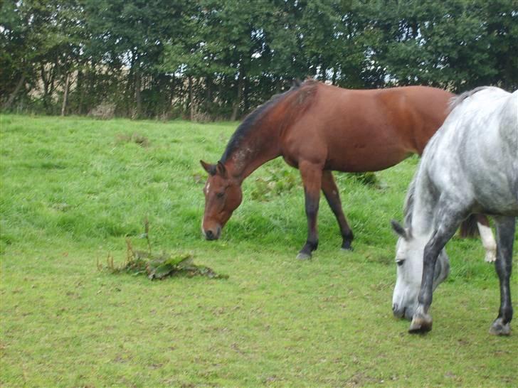 DSP Manilla M solgt billede 8