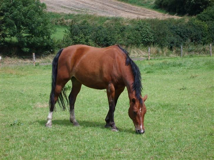 DSP Manilla M solgt - hmm... lækker sommergræs billede 9