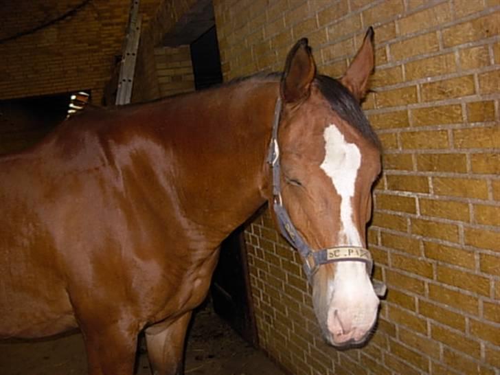 Anden særlig race Abi   gone ); - uhh er man lige lidt træt efter undervisningen :p billede 14