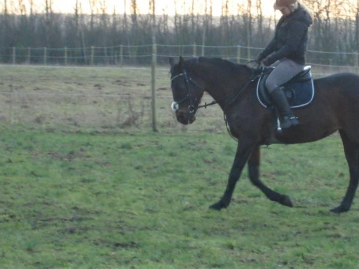 Fuldblod (XX) Sendija Li R.I.P billede 17