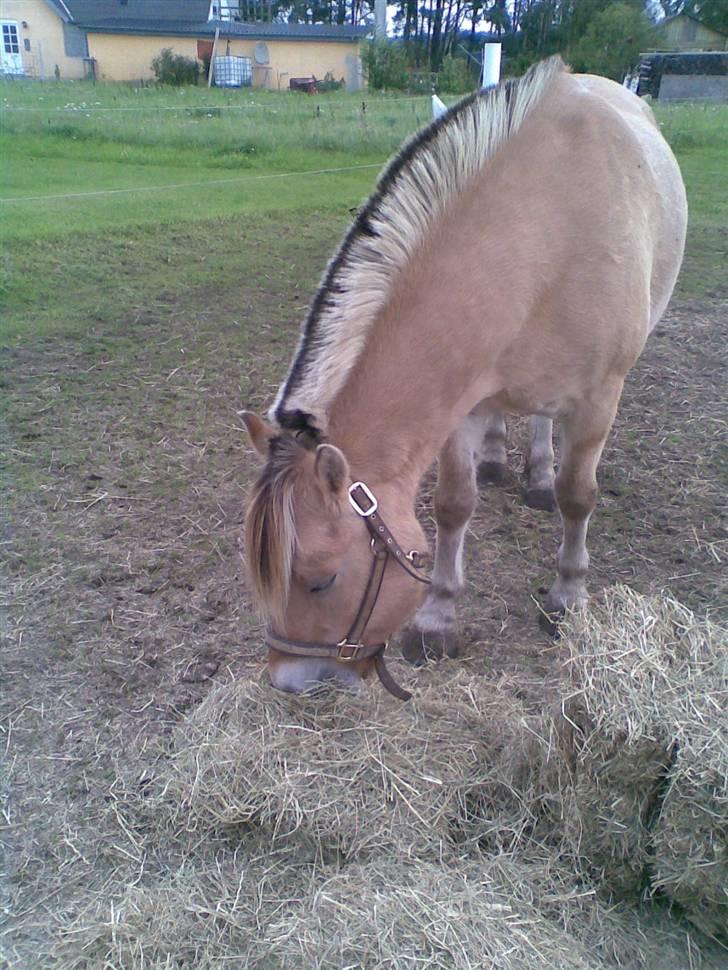 Fjordhest Emil (solgt) billede 2
