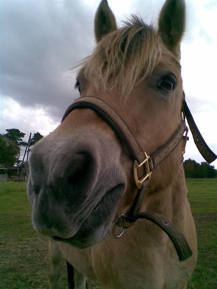 Fjordhest Emil (solgt) billede 4