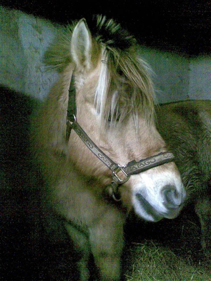 Fjordhest Emil (solgt) billede 5