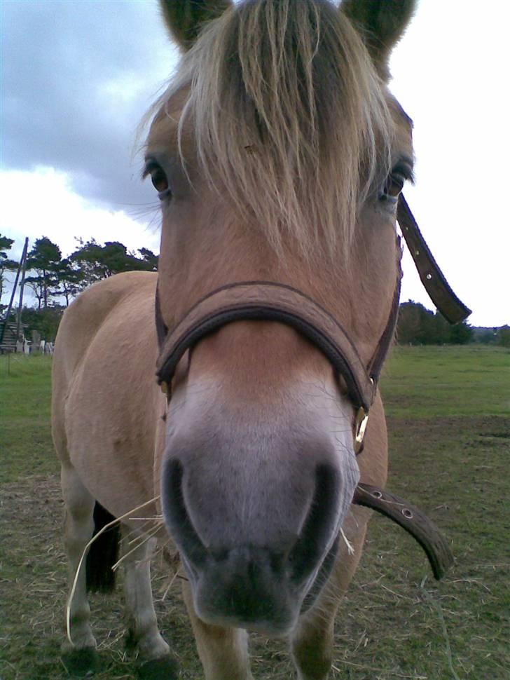 Fjordhest Emil (solgt) billede 6