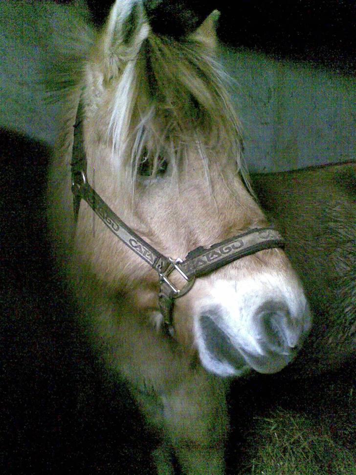 Fjordhest Emil (solgt) billede 7