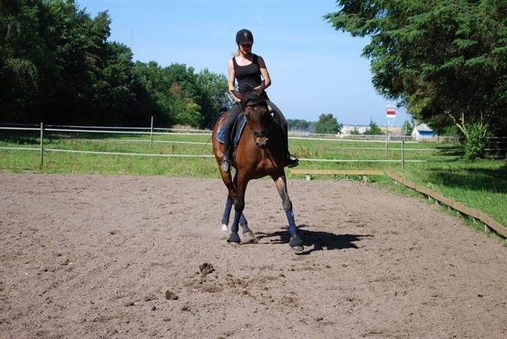 Anden særlig race Nymarks Tristan<3 solgt :( - Lidt schenkelvendning billede 17