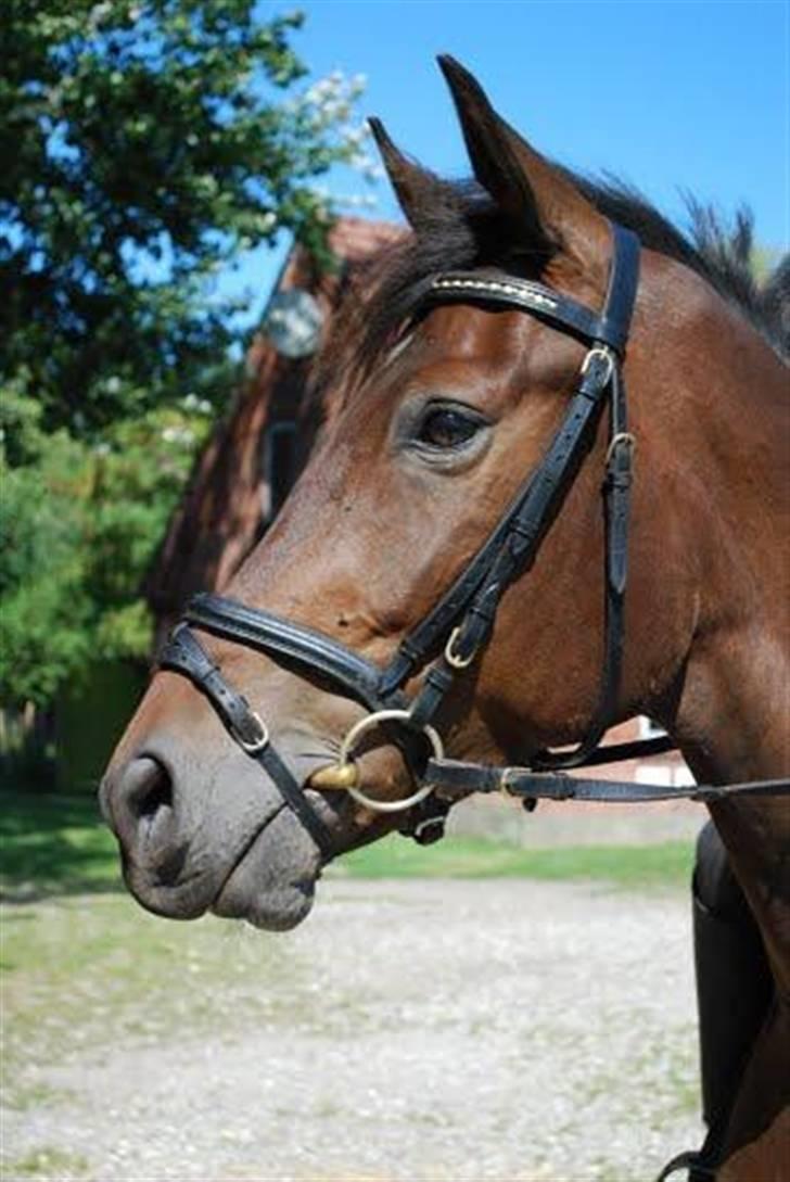 Anden særlig race Nymarks Tristan<3 solgt :( - Hesten med verdens kønneste ansigt ! det er dig Tristan billede 18