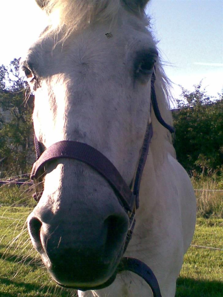 Anden særlig race Daisy R.I.P billede 6