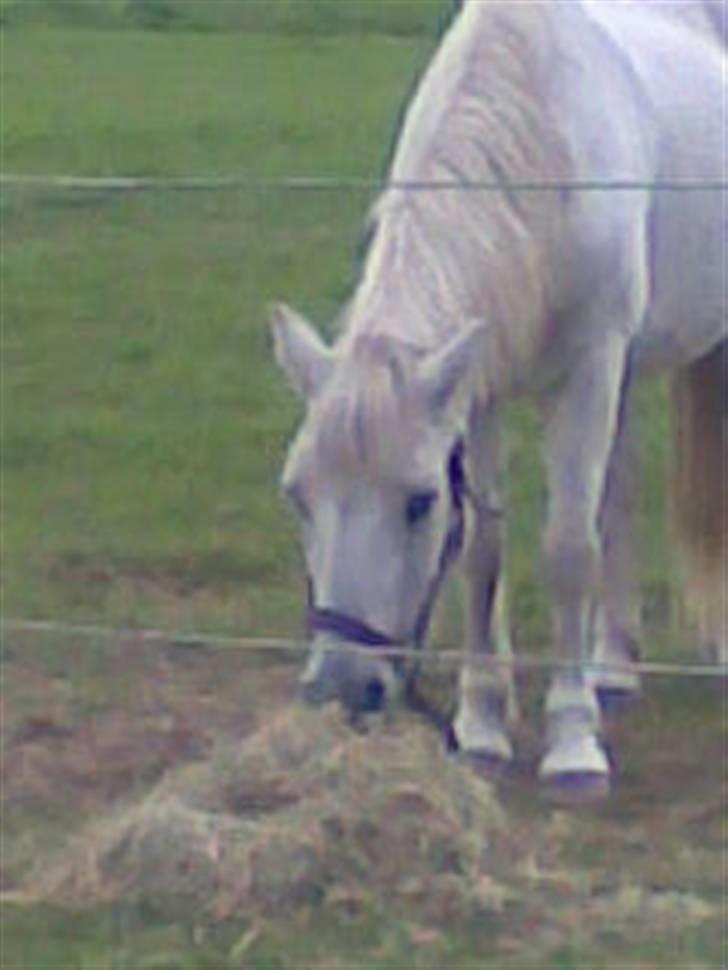 Anden særlig race Daisy R.I.P billede 7