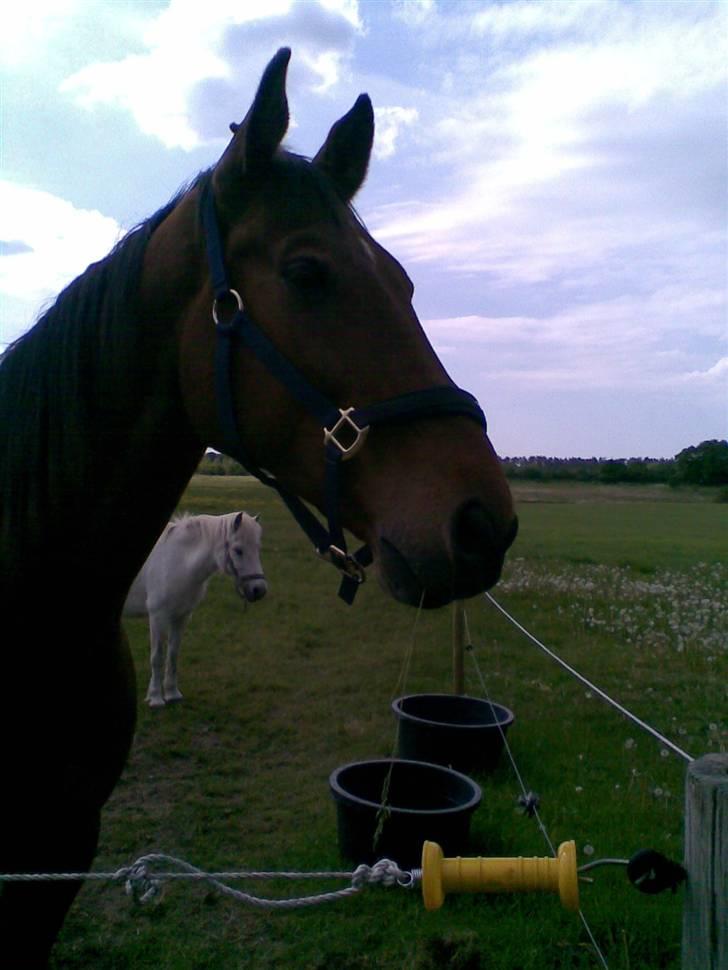 Trakehner Inventus (solgt) billede 10