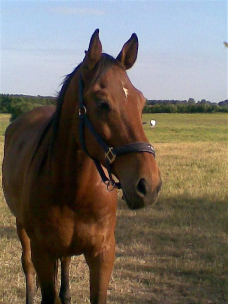 Trakehner Inventus (solgt) billede 11