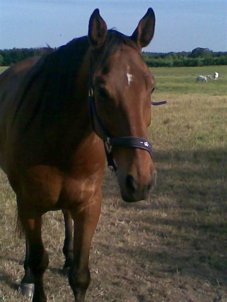 Trakehner Inventus (solgt) billede 12