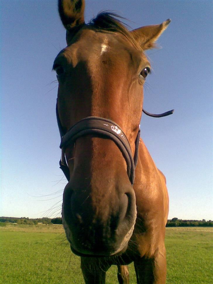 Trakehner Inventus (solgt) billede 13