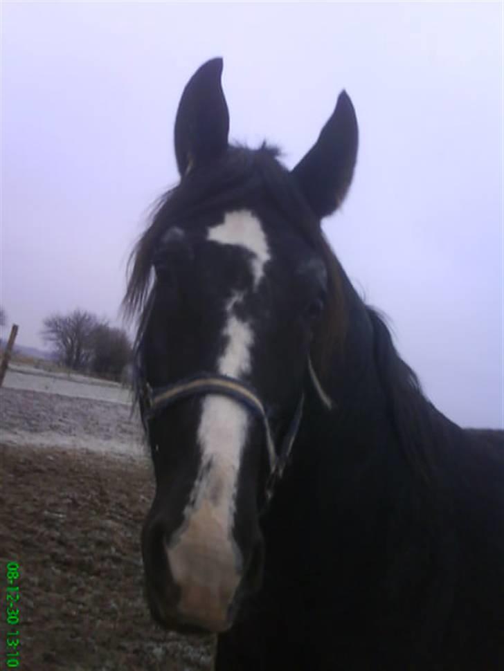 Oldenborg arvid <3 billede 9