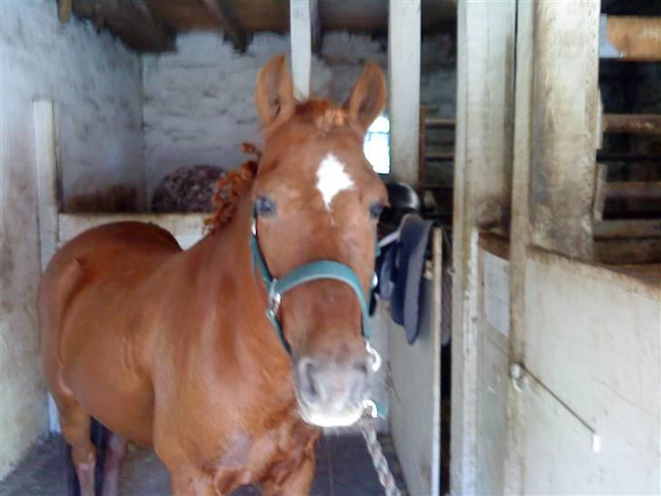 Anden særlig race Lucky Boy - Lucky inden vores stævne <´33 - og vi er i gang med at gøre os klar <´33 billede 18