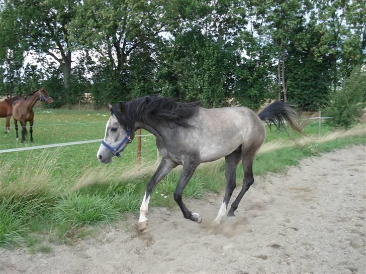 Arabisk fuldblod (OX) Nylevs Akeem Balur - leg m mor og tanterne!! :P billede 5