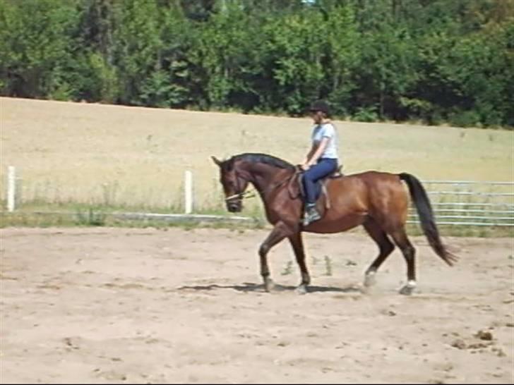Anden særlig race Clay - I sine unge dage var han ret god til dressur. Jeg har desværre ingen billeder fra dengang. Men her er rider jeg på ham ca. ½ år inden han blev aflivet. Han kunne godt ride pænt, men det blev mest til ture i skoven. Her er han ca. 24 år. billede 16
