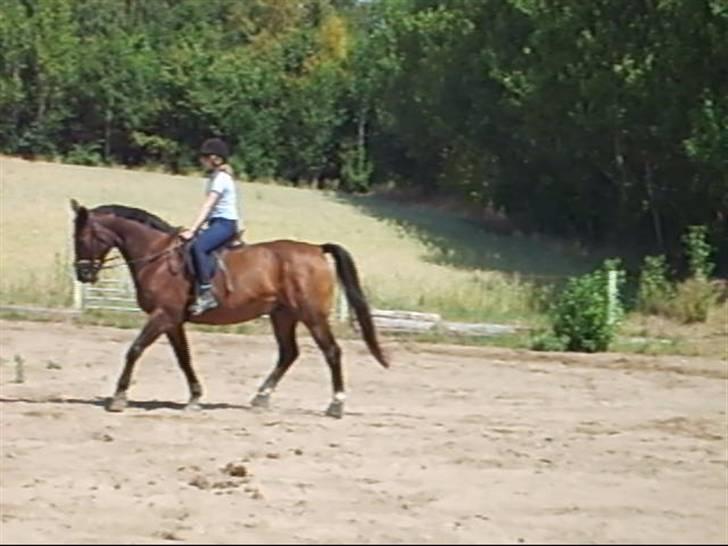Anden særlig race Clay - I sine unge dage var han ret god til dressur. Jeg har desværre ingen billeder fra dengang. Men her er rider jeg på ham ca. ½ år inden han blev aflivet. Han kunne godt ride pænt, men det blev mest til ture i skoven. Her er han ca. 24 år. billede 17