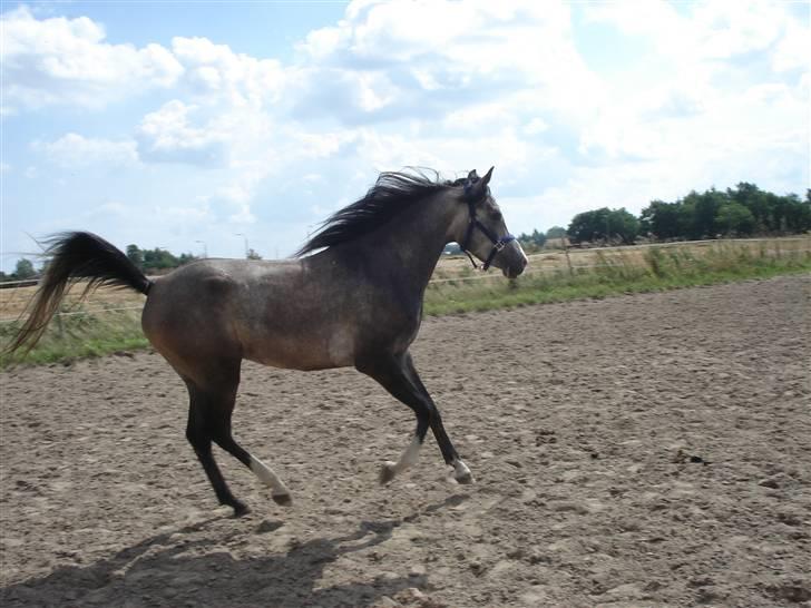 Arabisk fuldblod (OX) Nylevs Akeem Balur billede 9