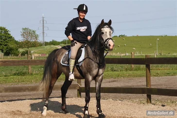 Arabisk fuldblod (OX) Nylevs Akeem Balur billede 10