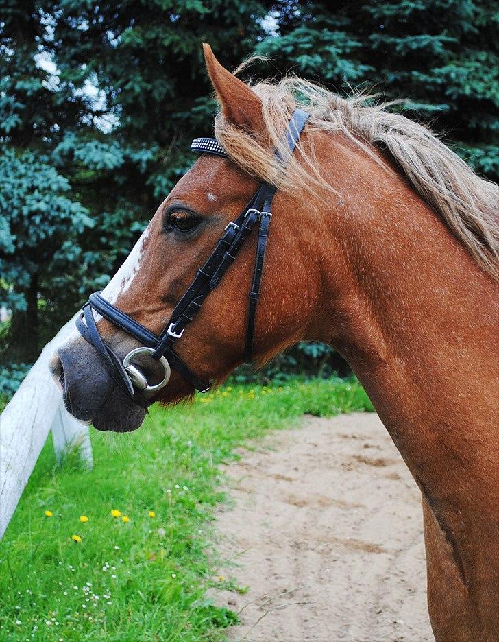 New Forest Damly's Pinocchio - d. 30/6-10  billede 19